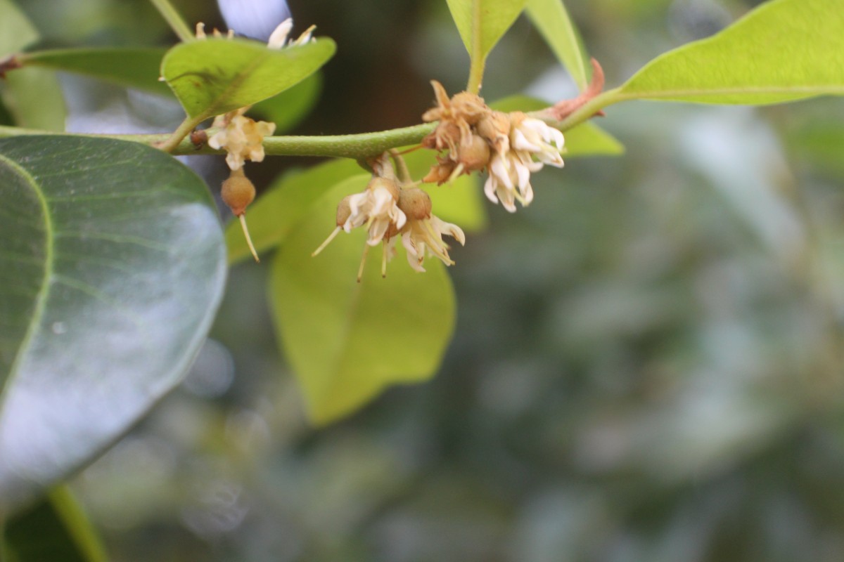 Xantolis tomentosa (Roxb.) Raf.